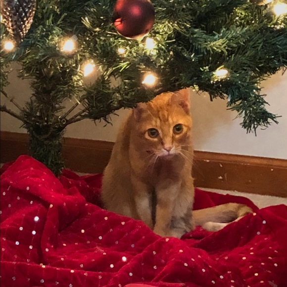 Meet your Posher, Sierra - Picture 1 of 1